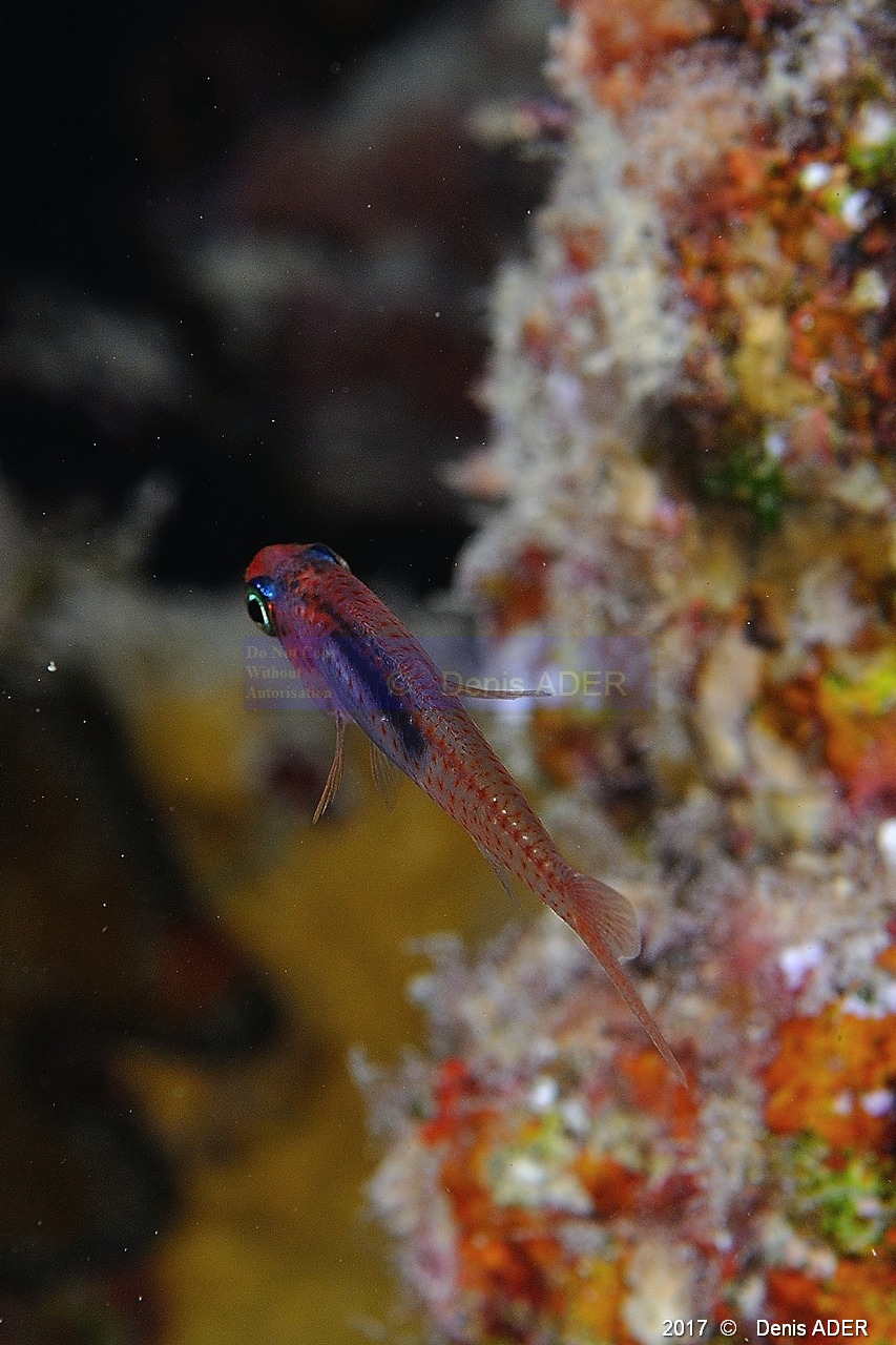 Apogon erythrosoma Apogon ruby-Safaga Coral Beach-15m-20171123nuit-Denis-ADER-DSC_3703_tn.jpg